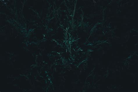 Free Images Tree Sky Night Texture Atmosphere Underwater Green