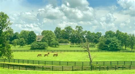 Horse Farm Tours Lets You Experience Kentucky Derby Racehorses