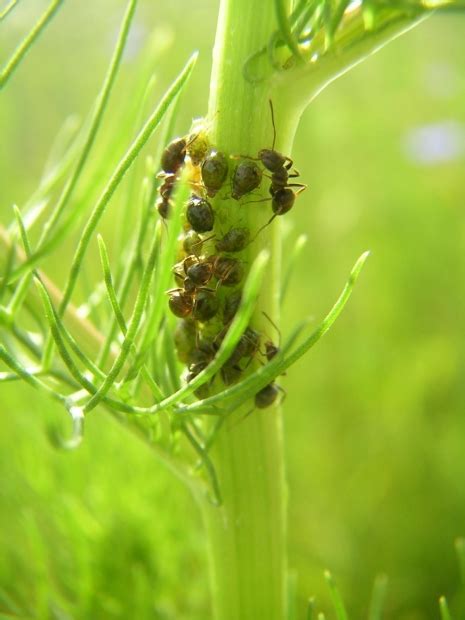 Maybe you would like to learn more about one of these? Do It Yourself Pest Control: Aphids