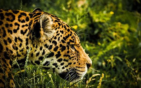 Jaguar Wildlife Predators Jungle Wild Cat Panthera Onca For With