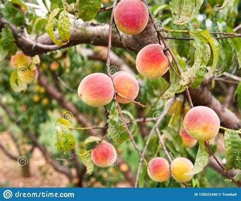 Ripe Peaches On The Tree Stock Photo Image Of Farm 155622490