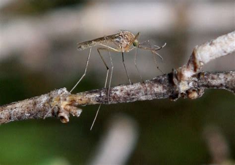 West Nile Positive Mosquitoes Found In Cupertino
