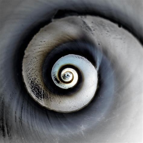 rivermusic: spiral (by dedalus11) Many meanings. | Spiral, Spirals in nature, Fibonacci spiral