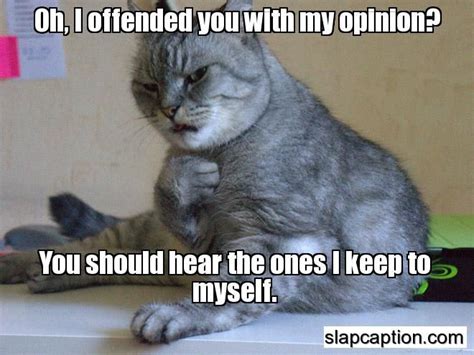 SlapCaption Cat Reaction Cat Memes Funny Cat Pictures