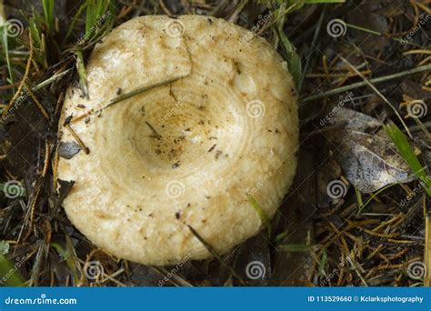 Alabama Wild Milk Mushrooms Lactarius Stock Photo Image Of Blushing