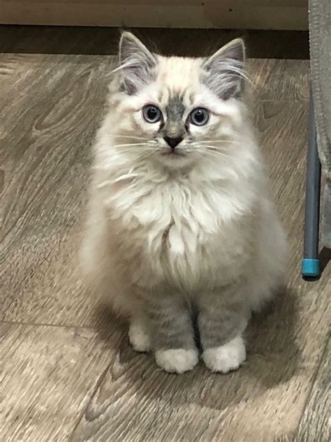Adorable Blue Point Lynx Ragdoll Kittens Available Now