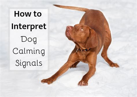 A Guide To 20 Calming Signals In Dogs Pethelpful