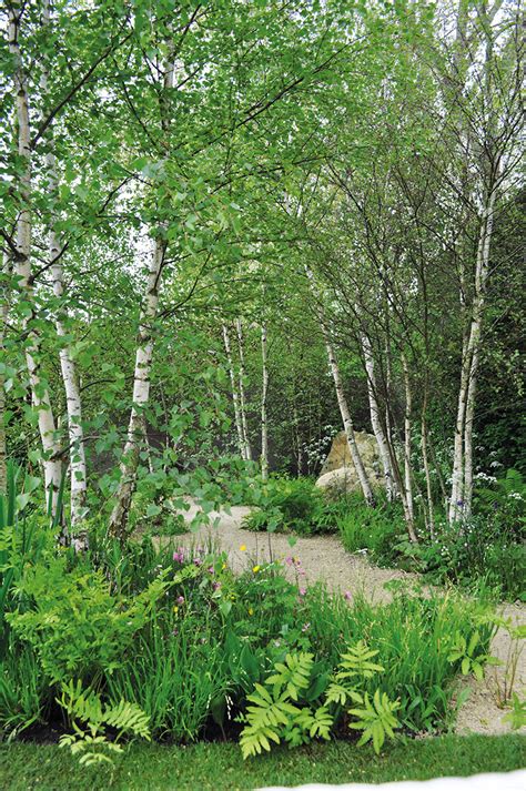 It occupies little space, with a mature height of 15 to 25 feet and a spread of 20 feet, and. Top small trees for garden designers - Garden Design Journal