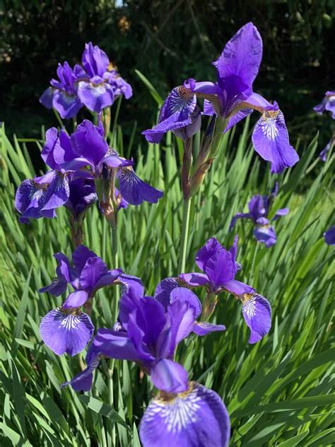 Lazy Gardeners Guide How To Grow Irises Suburbs 101