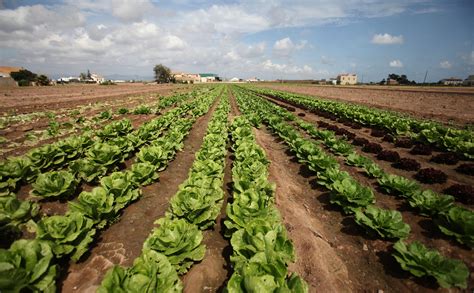 Agricultura Realiza Un Ensayo En El Cultivo De Lechuga Iceberg Para