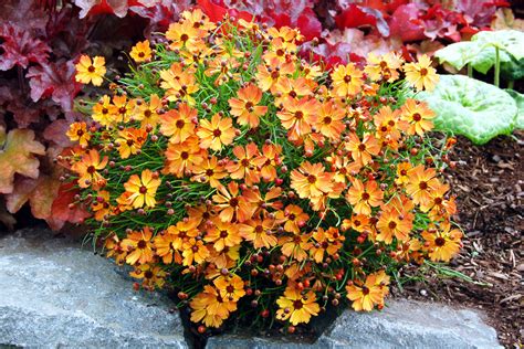 Between those located in our backyards and on commercial properties, you can find some of the nicest. 20 Best Perennial Flowers - Sunset - Sunset Magazine