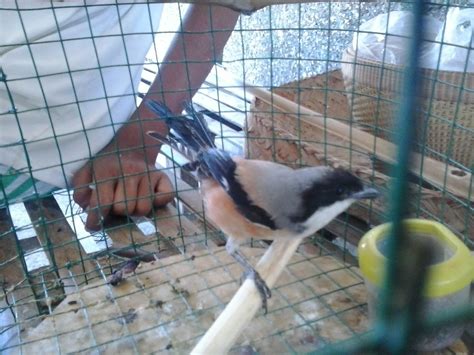 Toturial cara membuat sangkar jebakan burung serindit dari kawat ram sangat mudah di buat mikat, burung serindit menggunakan sangkar jebak memanglah sangatlah seru. HR | Water Filter: Cara Menangkap Burung Hidup-Hidup
