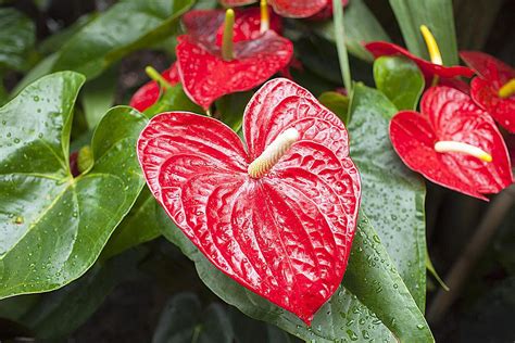 How To Successfully Grow Anthurium Plants