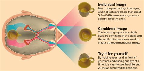 Science Of Vision How Do Our Eyes Enable Us To See How It Works