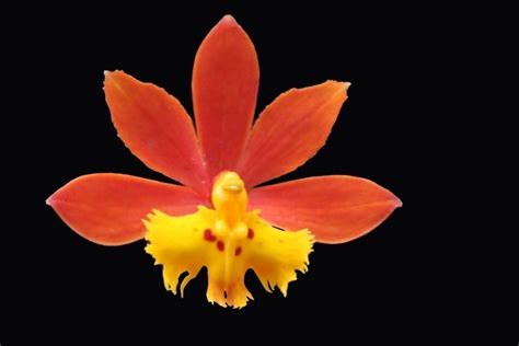 Free crosswords that can be completed online by mobile, tablet and desktop, and are printable. Epidendrum fulgens - 2011 - 12 | Orchidaceae, Orchid ...