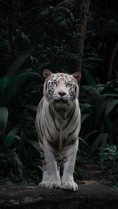 500 White Tiger Pictures Hd Download Free Images On Unsplash