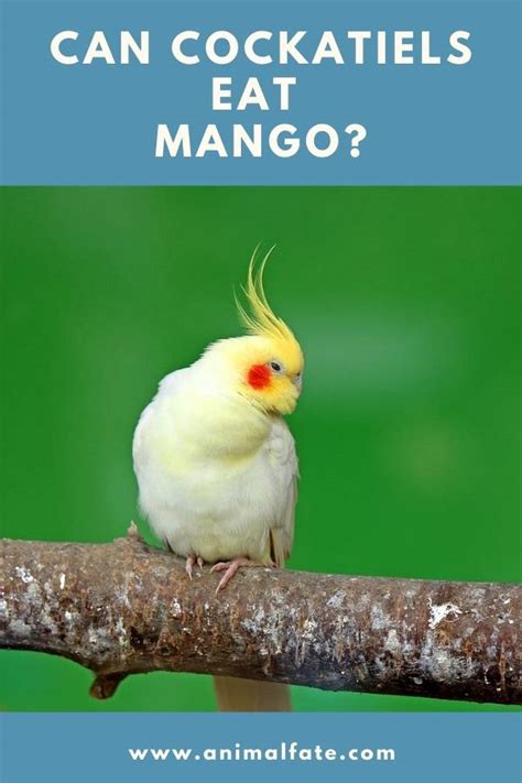 Is it safe for them or should you keep those jars out of reach? Can Cockatiels Eat Mango? (+Other Fruits You Can Offer ...