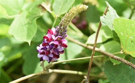 Learn About The Properties Of The Kudzu Root How It Works And Its