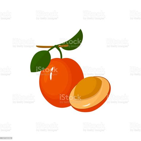 Cartoon Fresh Ximenia Fruit Isolated On White Stock Illustration