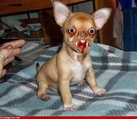 Funny Ugly Dogs Interesting Facts And Funny Pictures