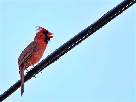 A Singing Cardinal On A Power Line Smithsonian Photo Contest