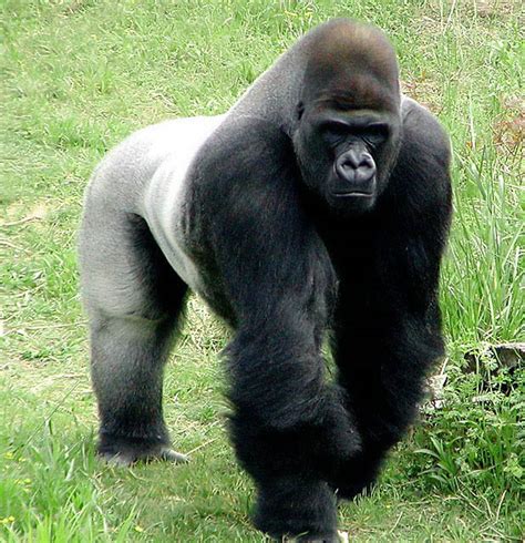 The Silver Back Gorilla Facts And Images Photos The Wildlife