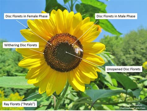 Guide to Growing Sunflowers | Growing sunflowers, Growing sunflowers from seed, Sunflower seedlings