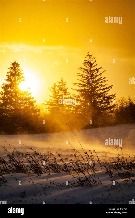Snowy Sunset In A Forest Hi Res Stock Photography And Images Alamy