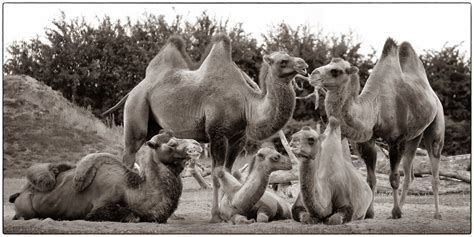 This is an adaptation to let the flow of blood continue even in a dehydrated state. Family portrait | A camel's hump does not hold water at ...