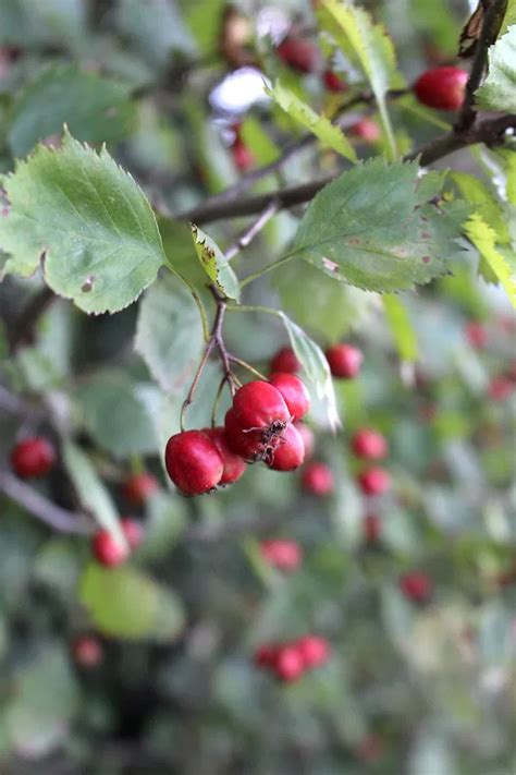 50 Edible Wild Berries And Fruits ~ A Foragers Guide In 2020 Wild
