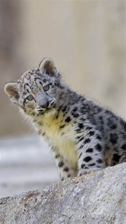 Leopard Snow Wallpapers Animal Cubs Mobile Animals