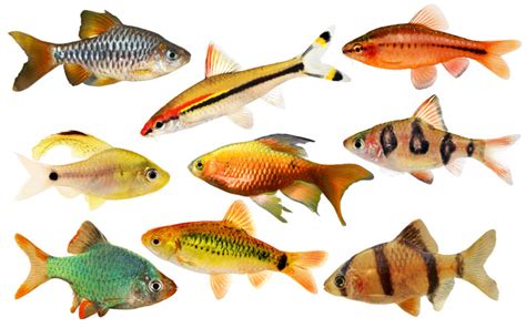 Barb Fish Species
