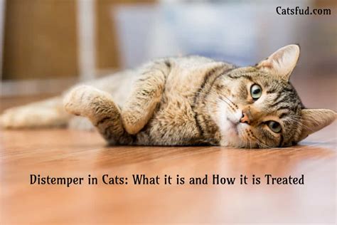 As such, just because your cat doesn't. Distemper in Cats: What it is and How it is Treated - Catsfud