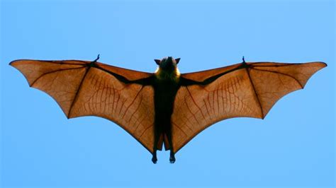Bbc Earth Why Some Male Bats Have Spines On Their Penises