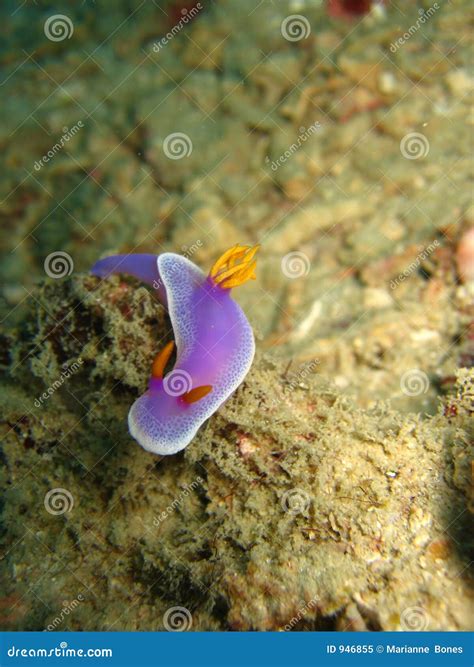 Delicate Purple Nudibranch Stock Image Image Of White Searching 946855