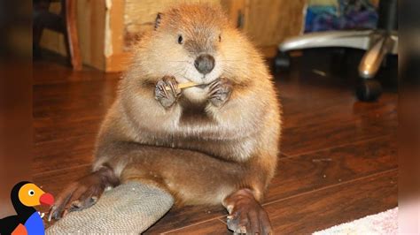 Rescue Beaver Loves Building Dams In His House Justin Beaver The