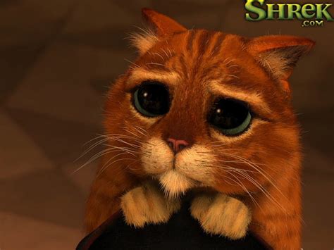 1366x768px 720p Free Download Kitty Looking Sad Shrek Cute Kitty