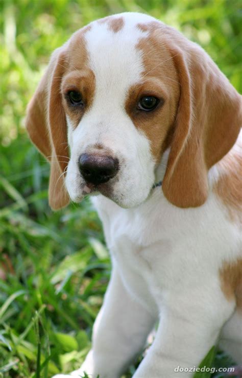 Lemon Beagle Puppy Beagle Puppy