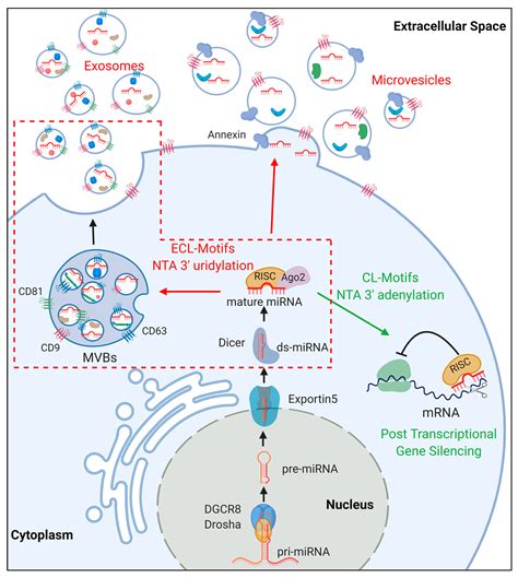 Ijms Free Full Text Cancer Derived Extracellular Vesicle Associated