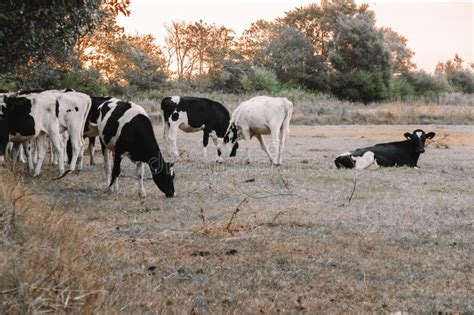 Herd Of Cows Graze And Eat Grass In A Meadow At Dawnholstein Friesian