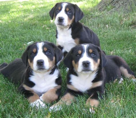 Greater Swiss Mountain Dog Breed Information And Images K9rl