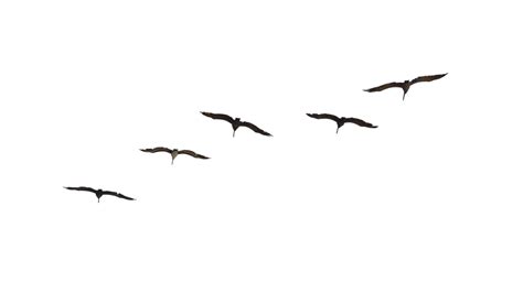 Fly Bird Png Bird Free Transparent Png Download Pngkey