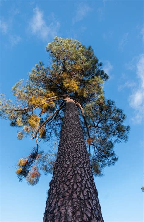 Low Angle Shot Of A Pine Tree With A Close Looking Of Its Log Stock