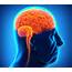 Brain May Age Due To Loss Of Immune Support  The Times Israel