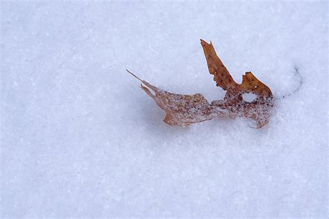 Snowy Leaf Photograph By Ward Mcginnis Fine Art America
