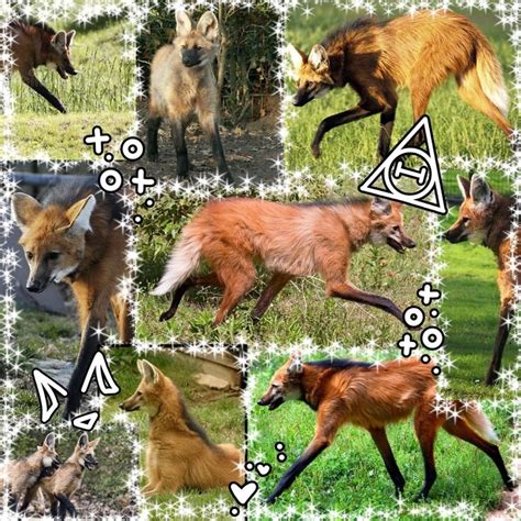 Maned wolf therian thing•° | Maned wolf, Warrior cats, Pretty cats