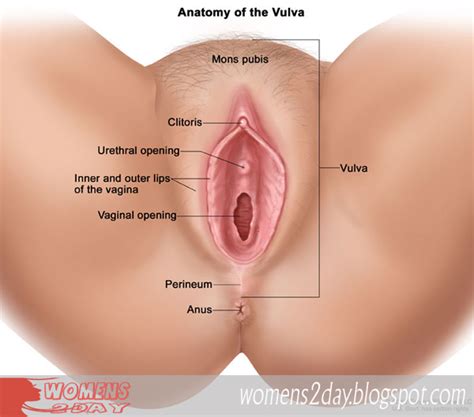 Explain Your Private Parts For Womens Only Female Anatomy