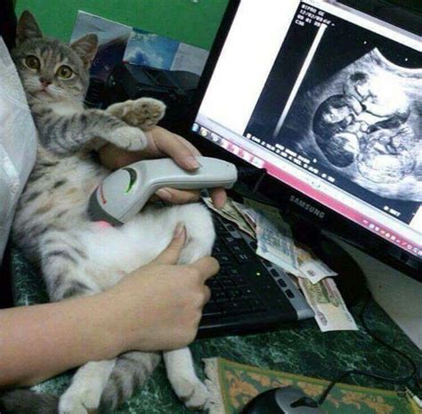 😹😹😹 Pregnant Cat Funny Cat Memes Cats