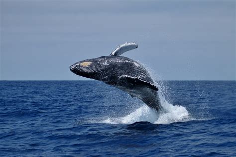 Making Most Of Whale Watching Tours