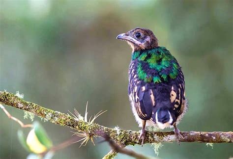Baby Quetzal Guatemala Ave Nacional De Guatemala Aves Ave